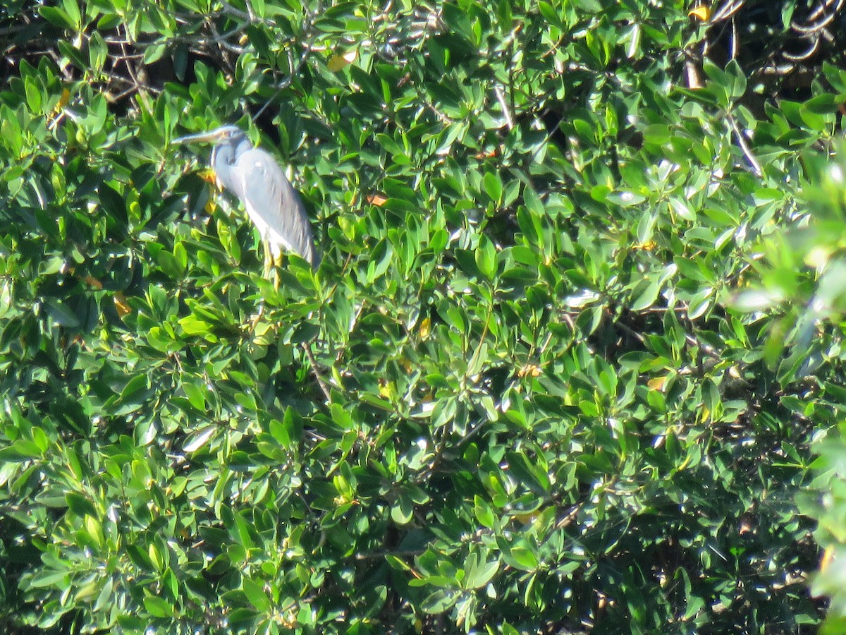 Tricolored Heron - ML44716081