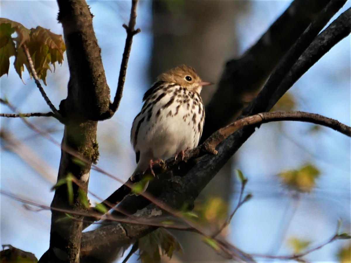 Ovenbird - ML447161371