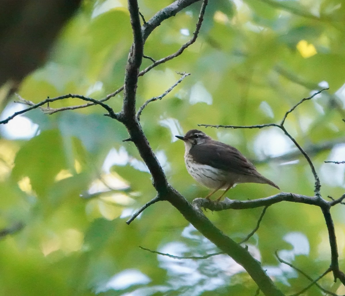 Louisiana Waterthrush - ML447161491