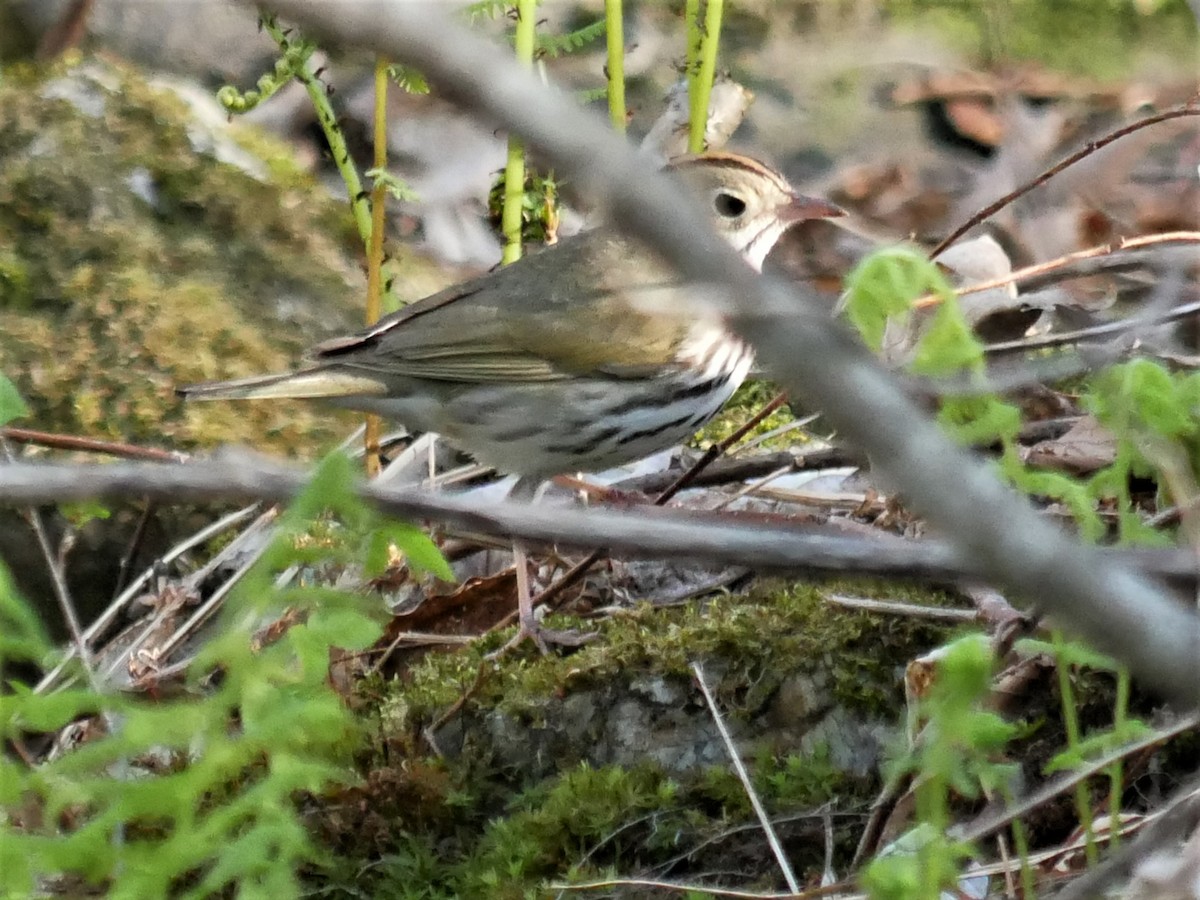 Ovenbird - Gérard  Viens