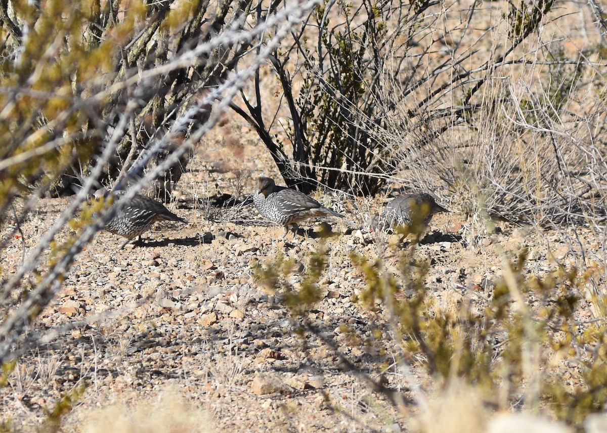 Scaled Quail - ML447162511