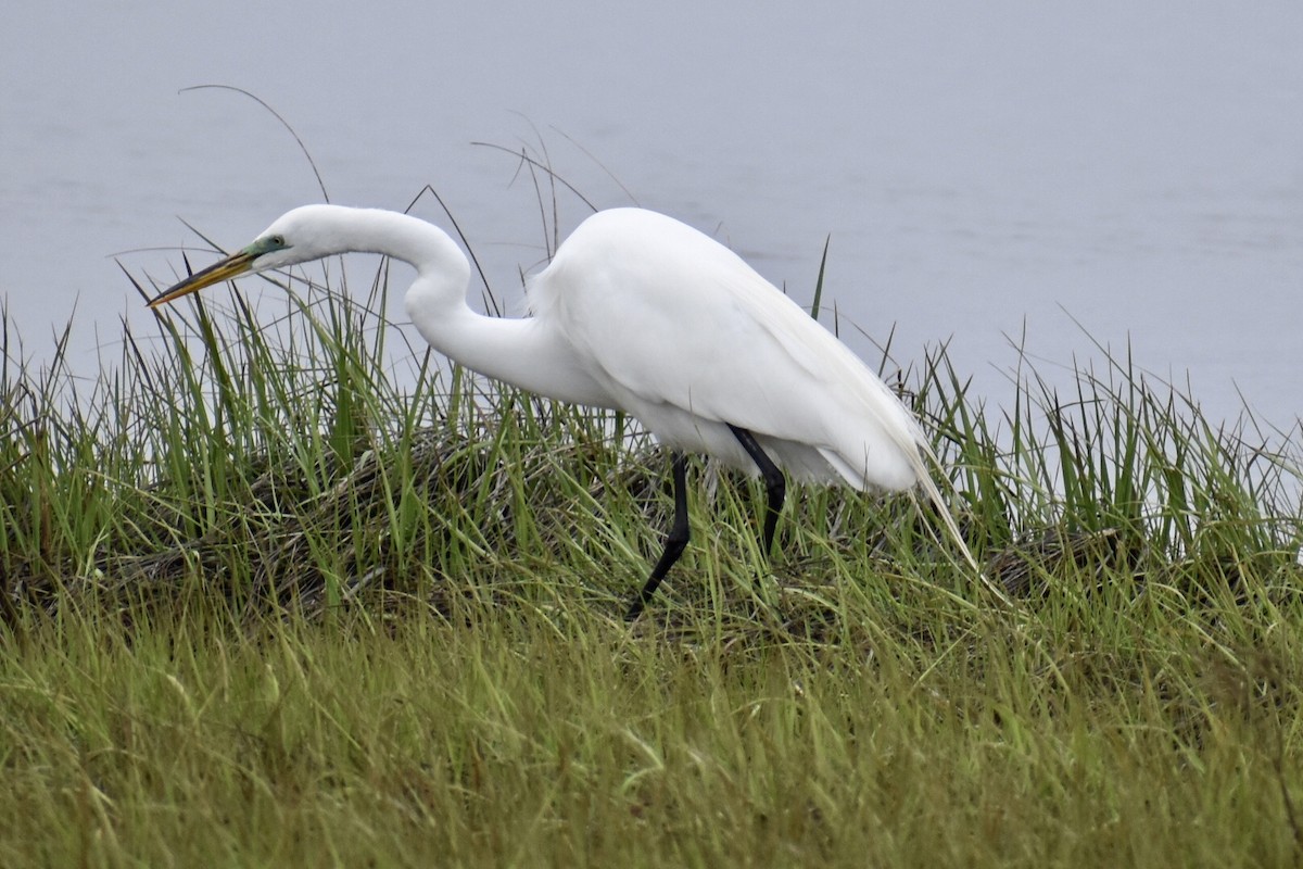 Great Egret - ML447162791