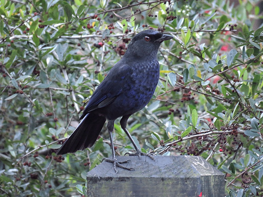 Taiwan Whistling-Thrush - ML44716391