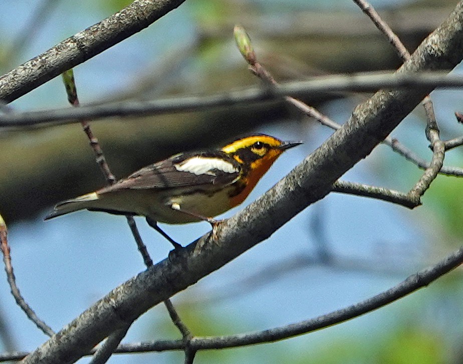 Blackburnian Warbler - ML447165261