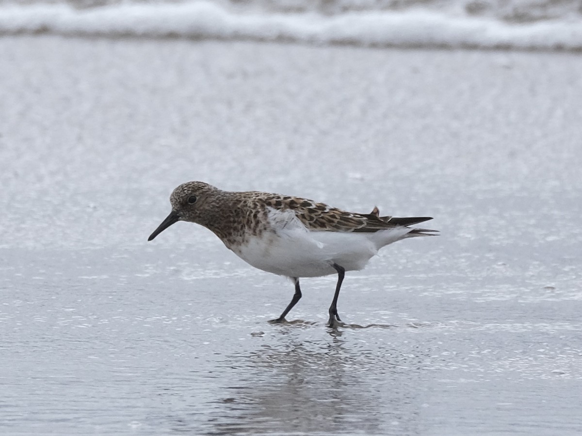 Sanderling - ML447166291