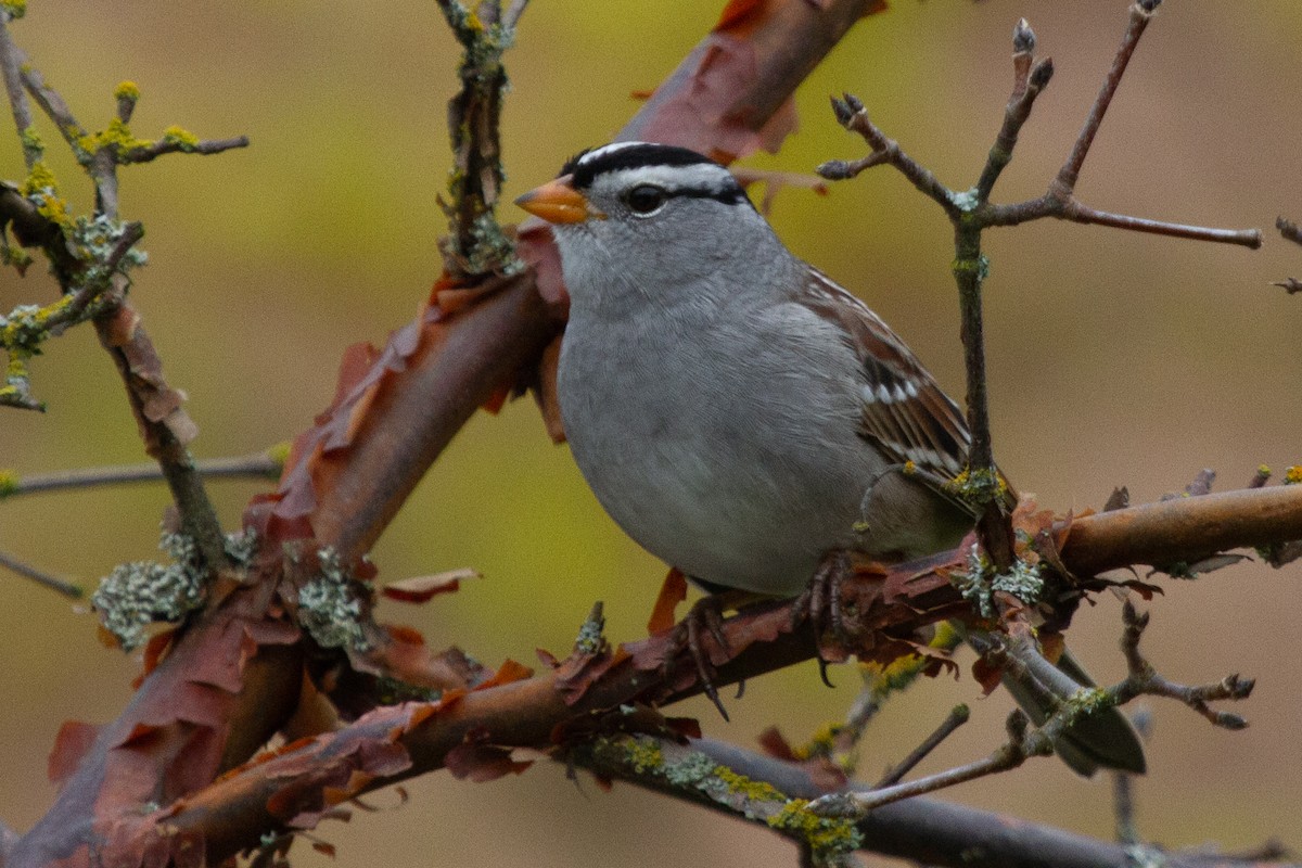 White-crowned Sparrow (Gambel's) - ML447166561