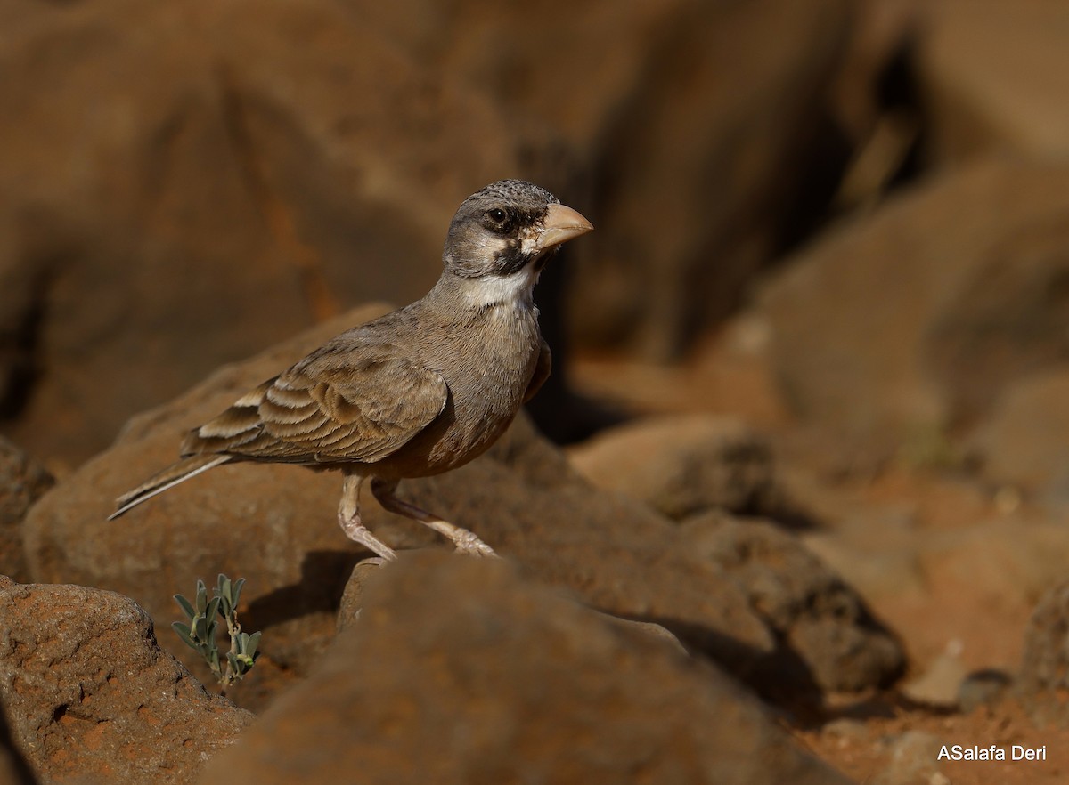 Masked Lark - Fanis Theofanopoulos (ASalafa Deri)