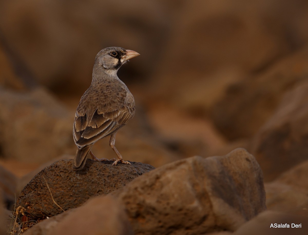 ハシボソヒメコウテンシ - ML447168171