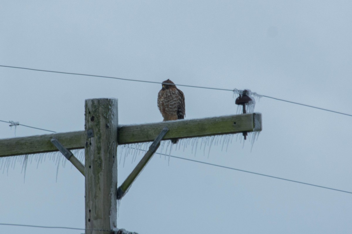 Red-shouldered Hawk - ML44716931