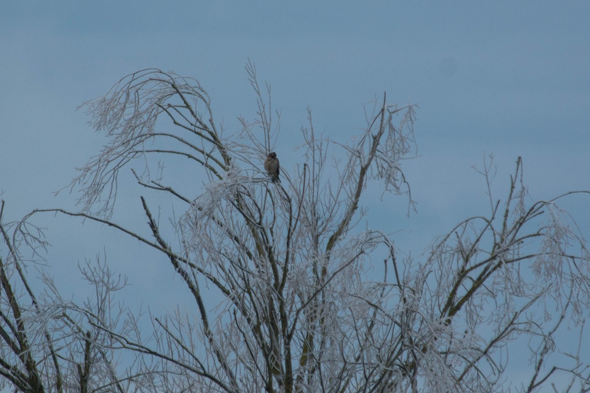 Red-shouldered Hawk - ML44716941