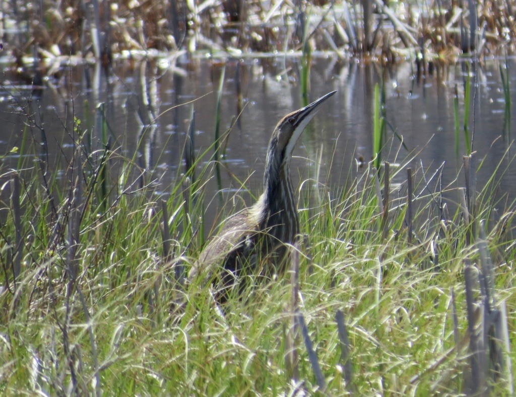 American Bittern - ML447169681