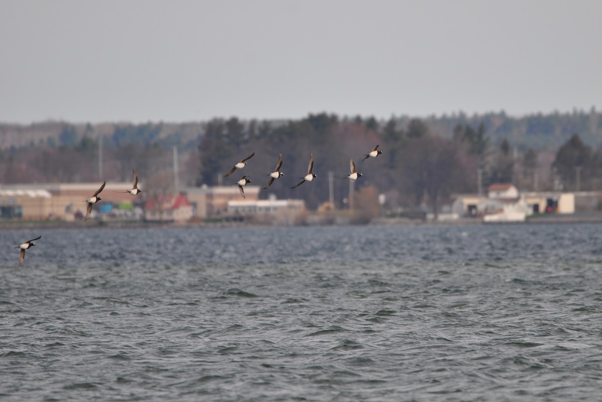 Long-tailed Duck - ML447169841