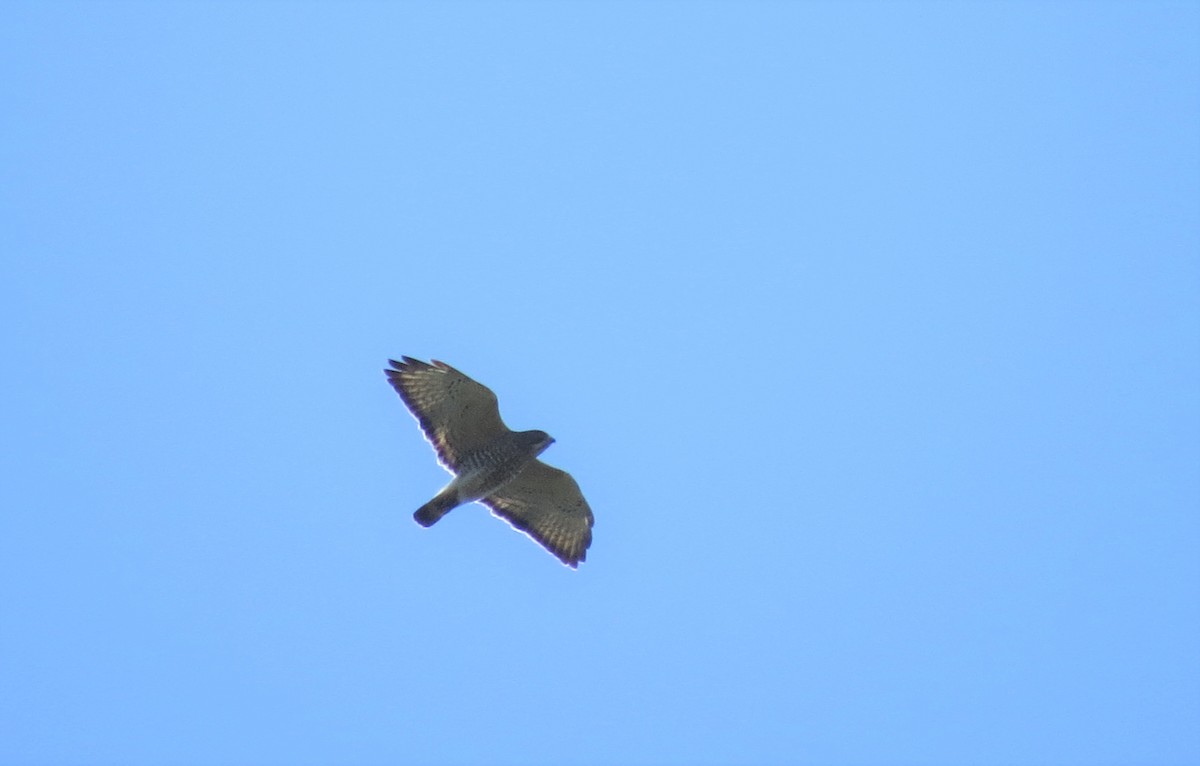 Broad-winged Hawk - ML447172781