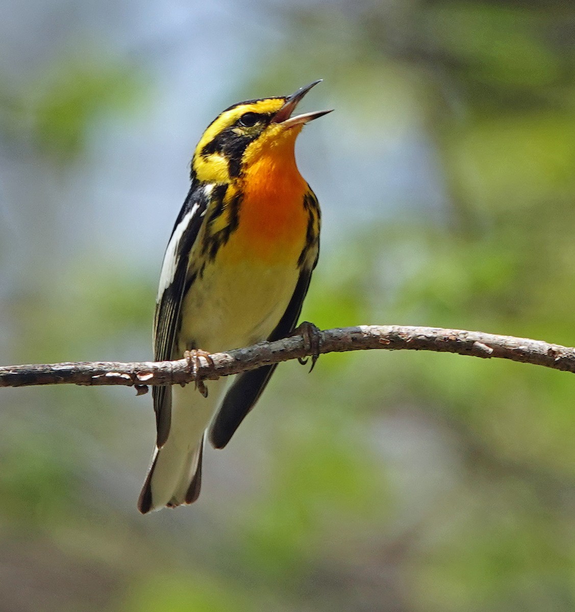 Blackburnian Warbler - ML447173531