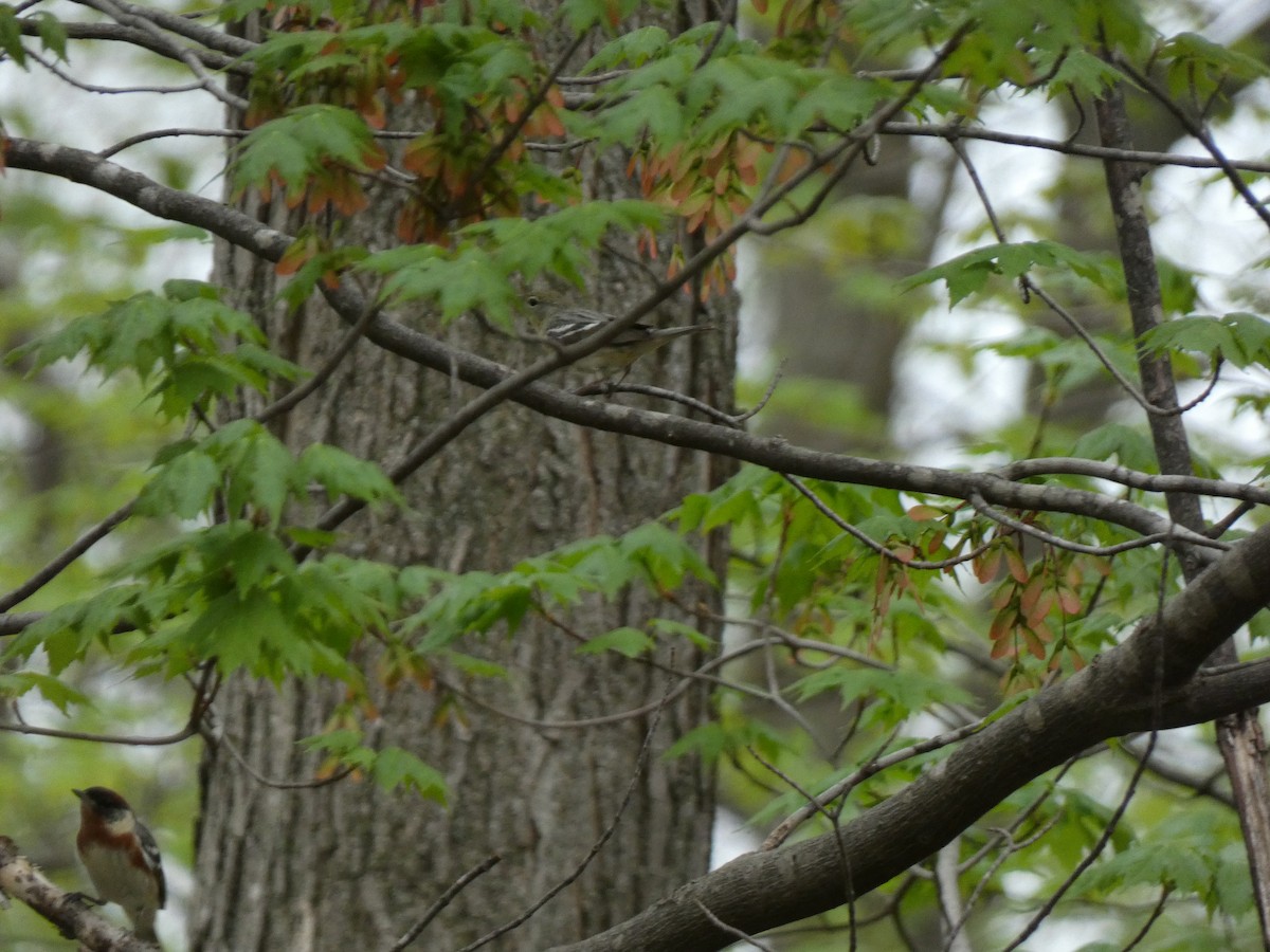 Bay-breasted Warbler - ML447174251