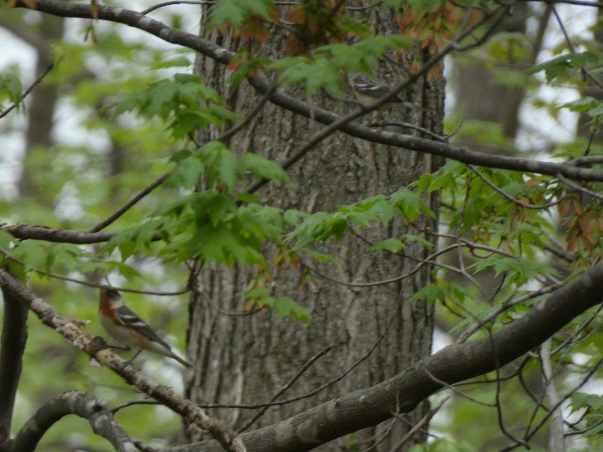 Bay-breasted Warbler - ML447174261