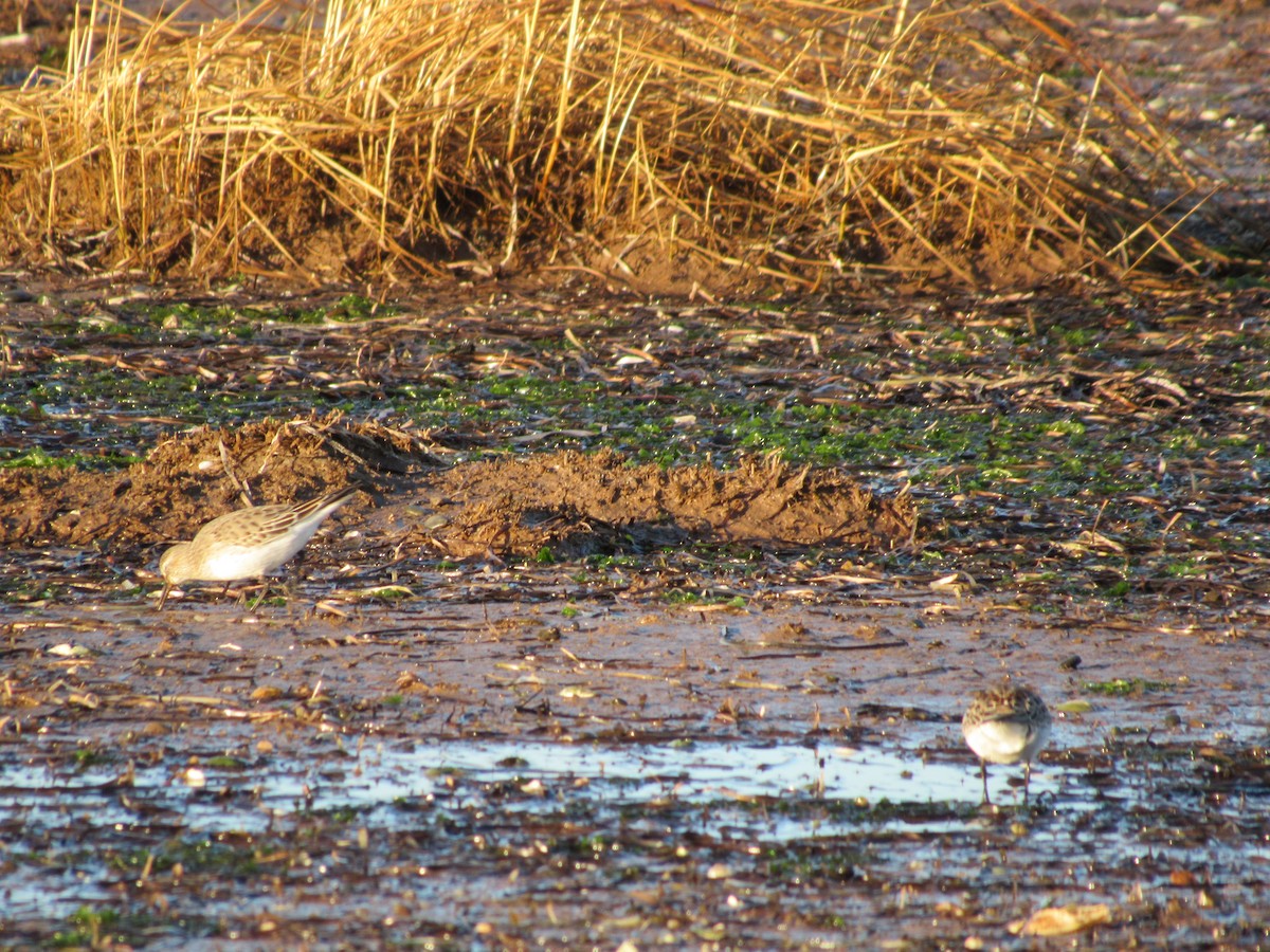 Weißbürzel-Strandläufer - ML44717551