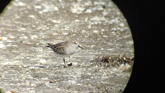 White-rumped Sandpiper - ML447175871