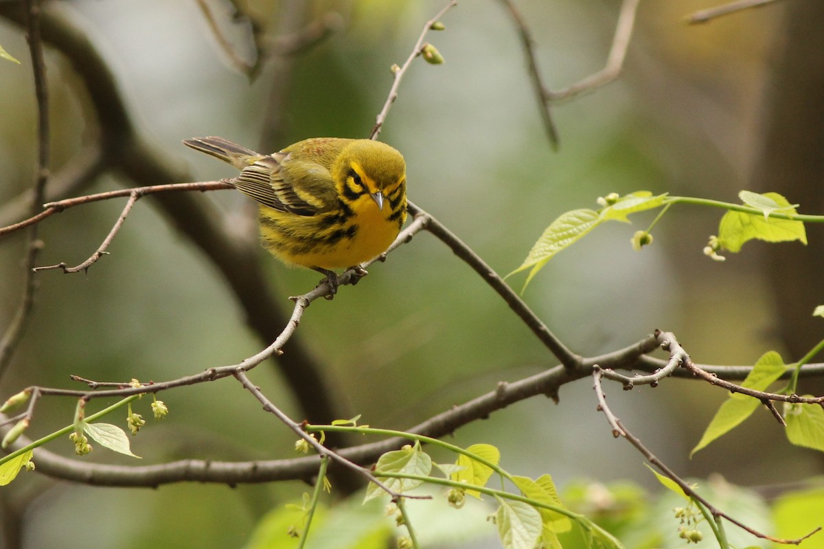 Prairie Warbler - Sander Willems