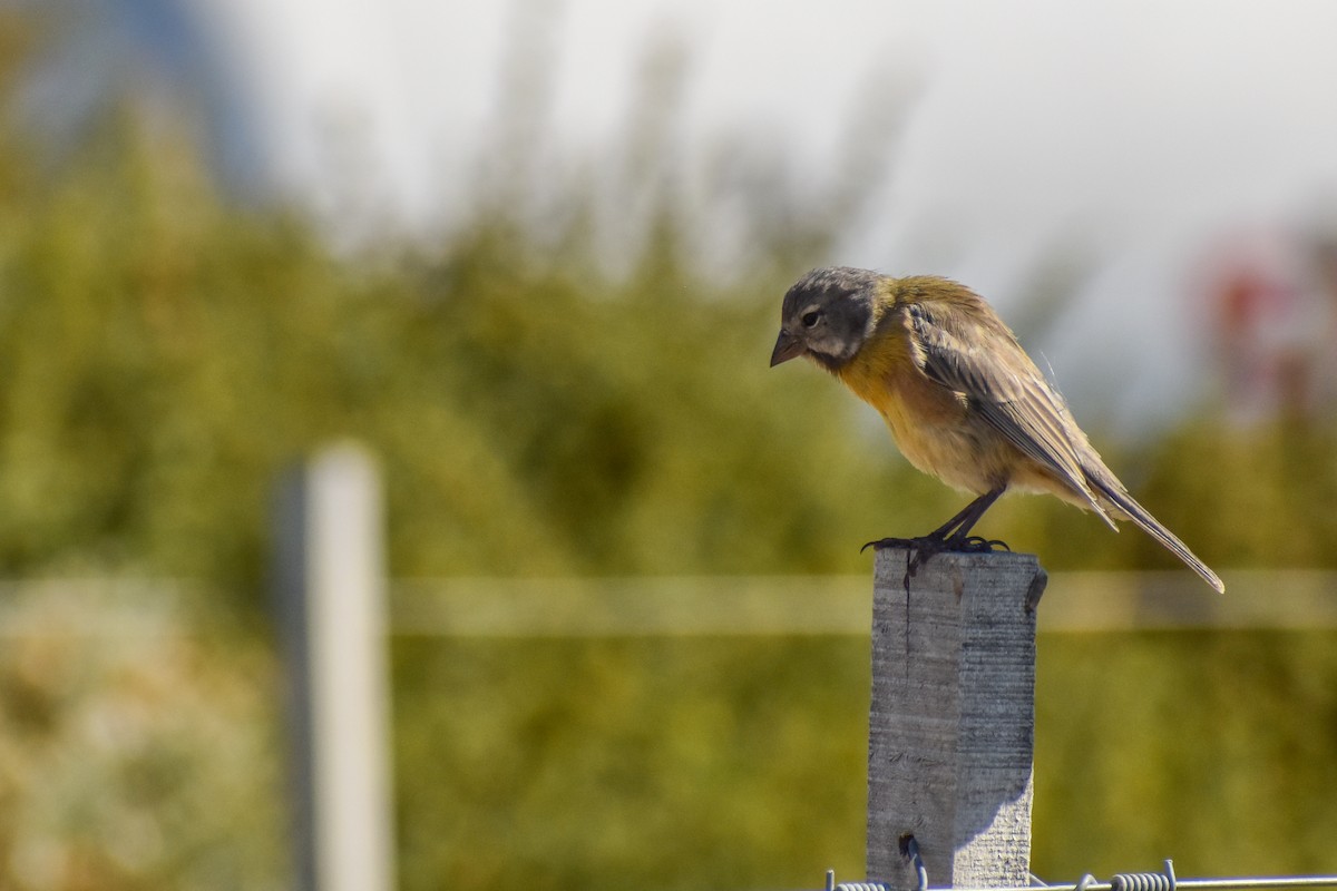 Gray-hooded Sierra Finch (gayi/caniceps) - ML447176931