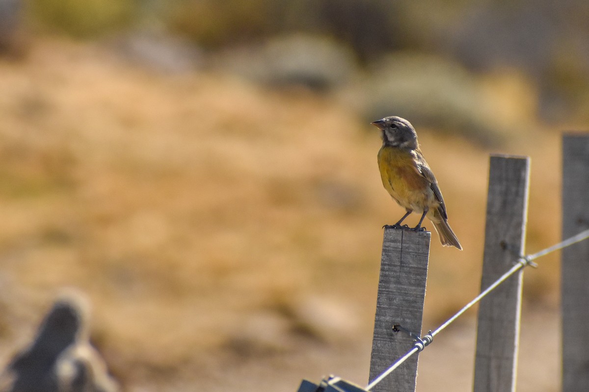 Gray-hooded Sierra Finch (gayi/caniceps) - ML447176941