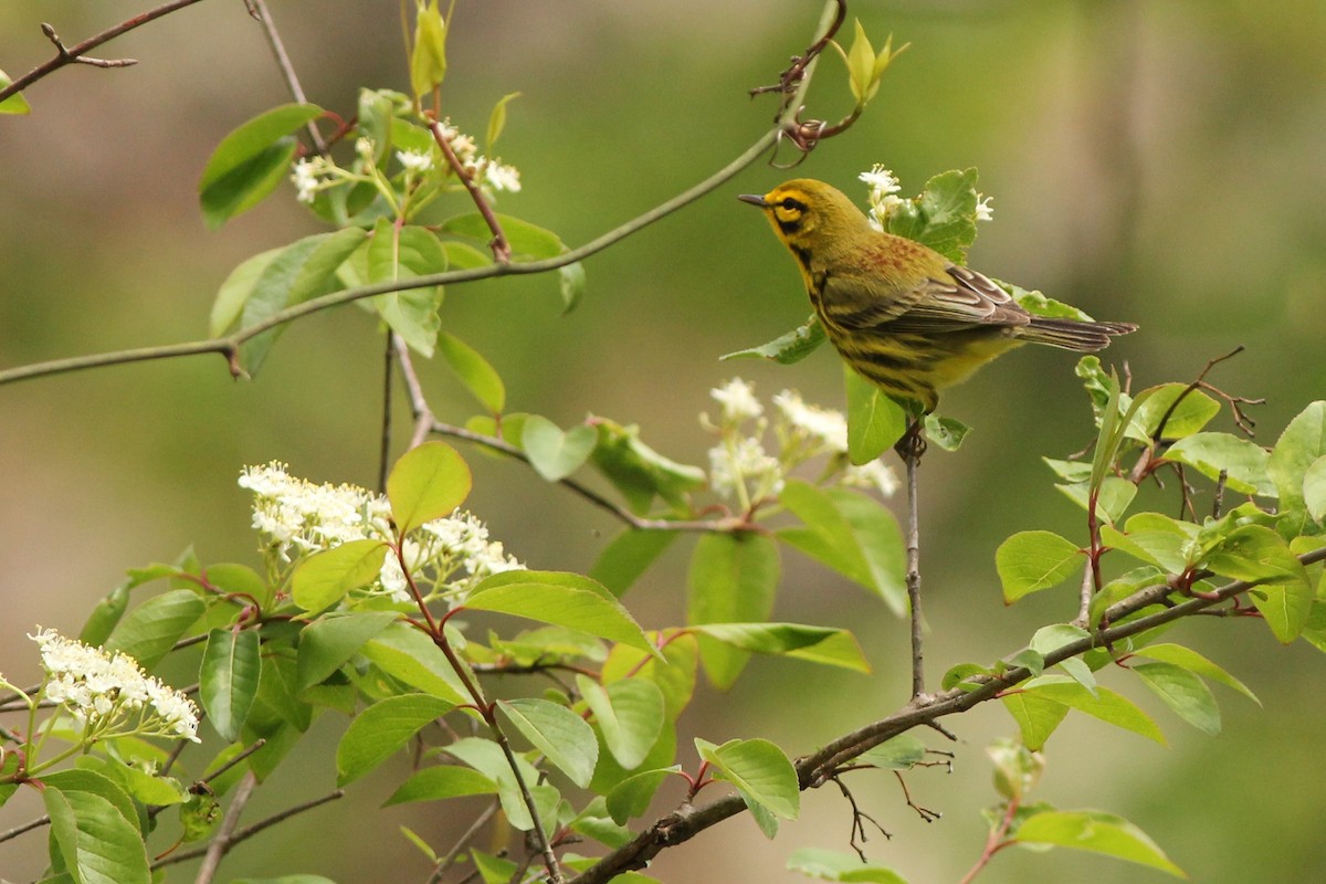 Prairie Warbler - Sander Willems