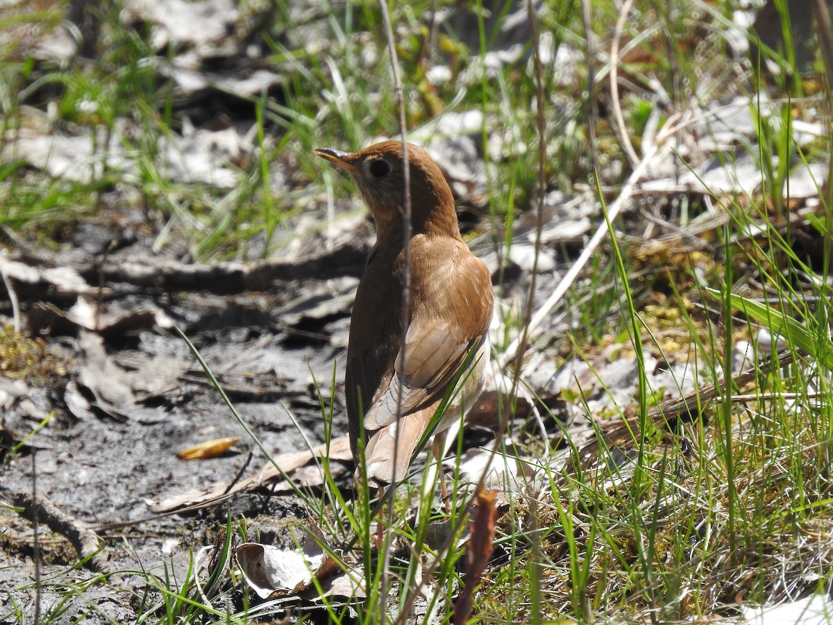 Veery - ML447176971