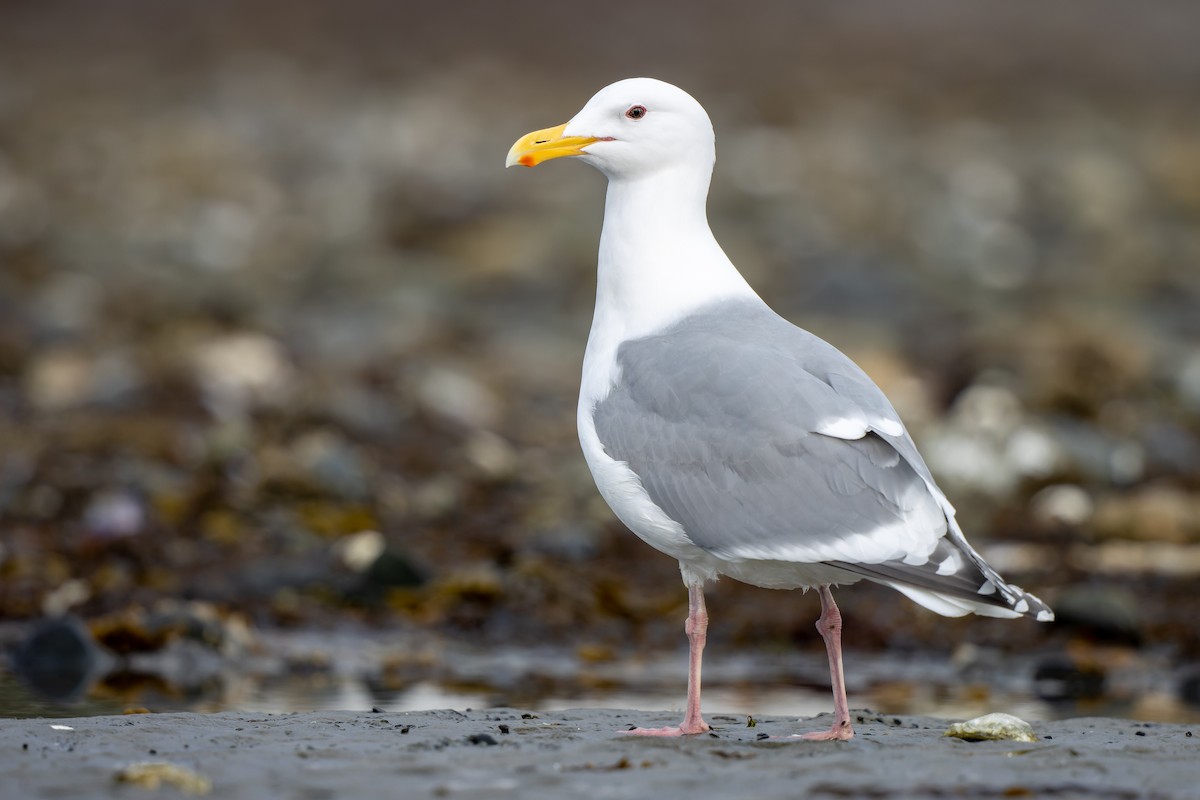 Glaucous-winged Gull - ML447177001