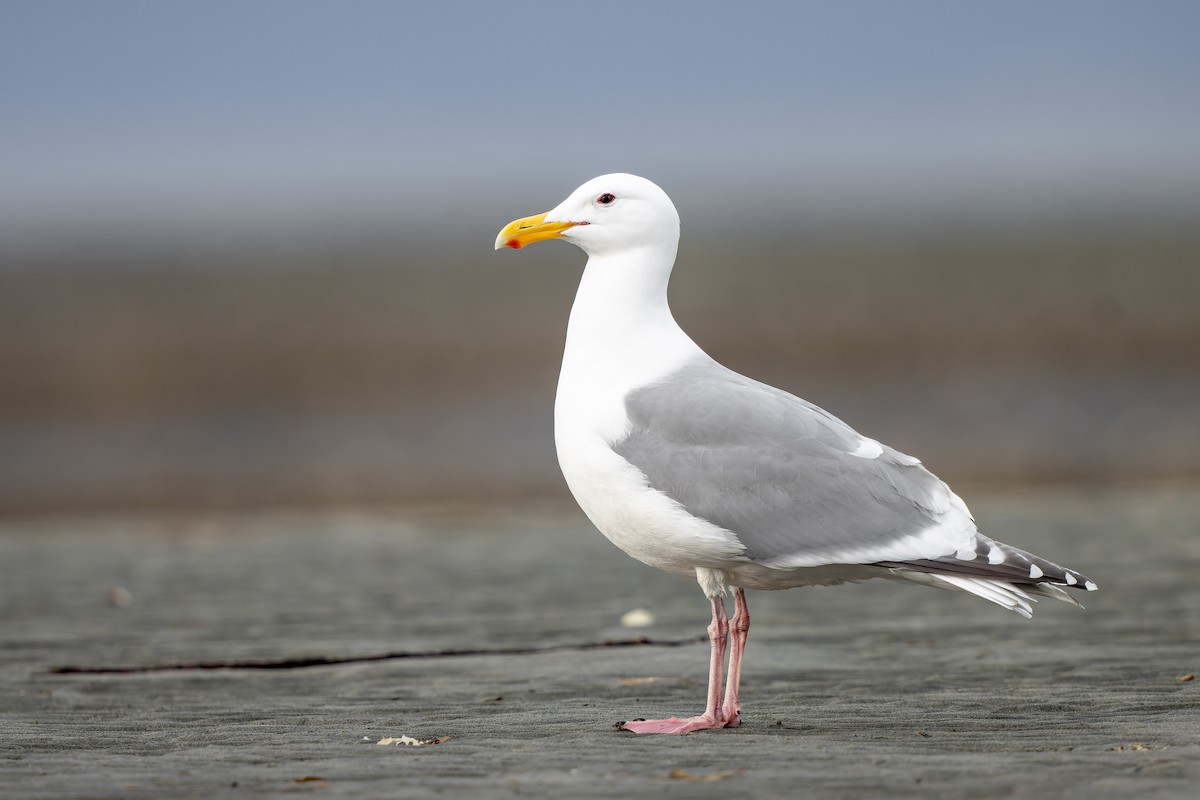 Glaucous-winged Gull - ML447177061