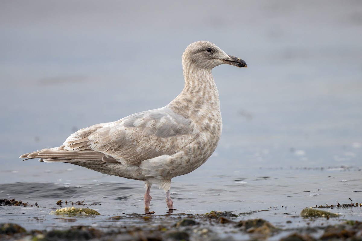 Glaucous-winged Gull - ML447177081