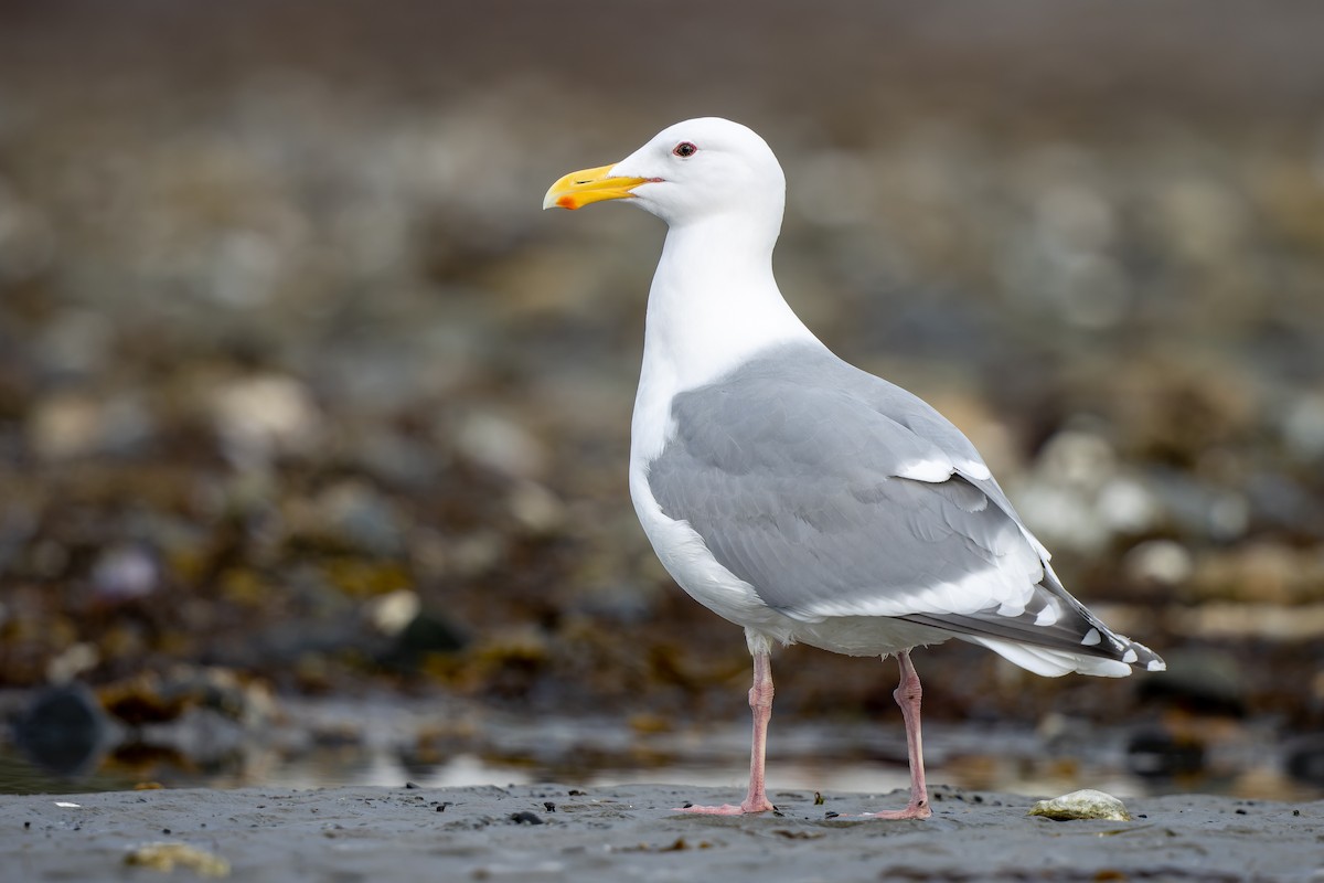 Glaucous-winged Gull - ML447177091