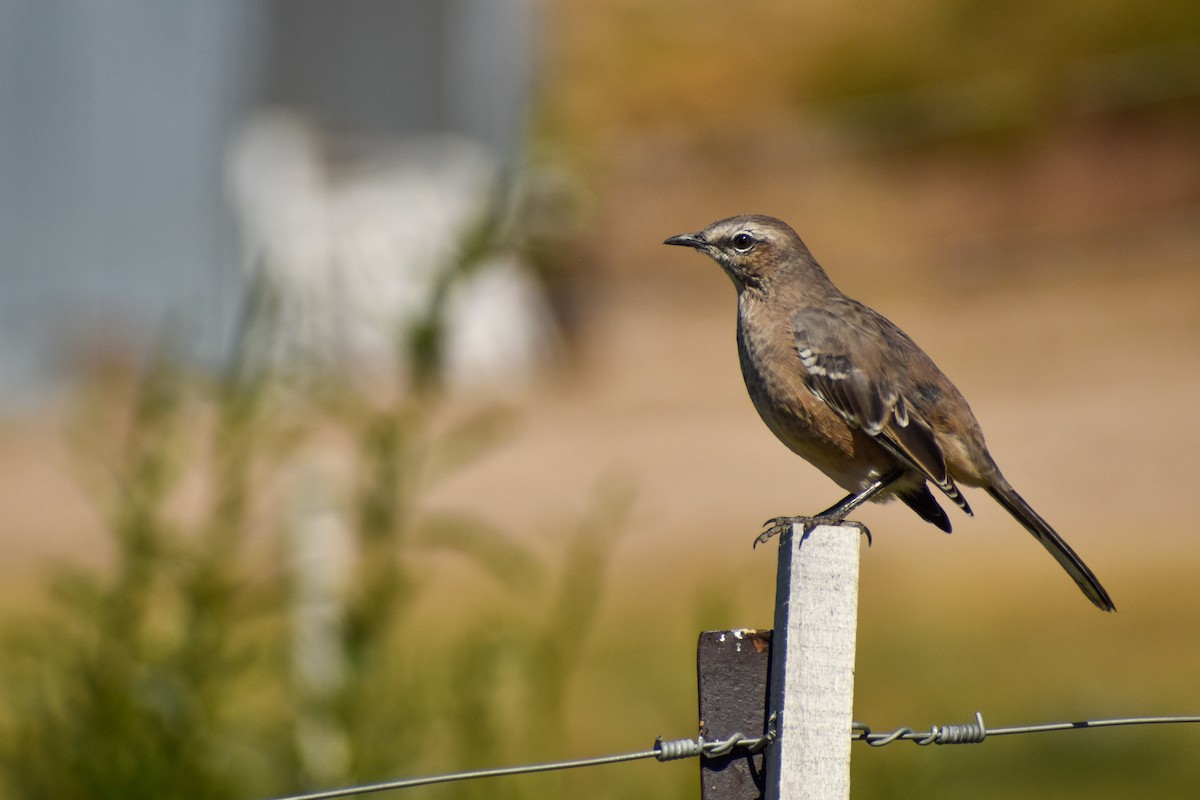 Patagonian Mockingbird - Ezequiel Racker
