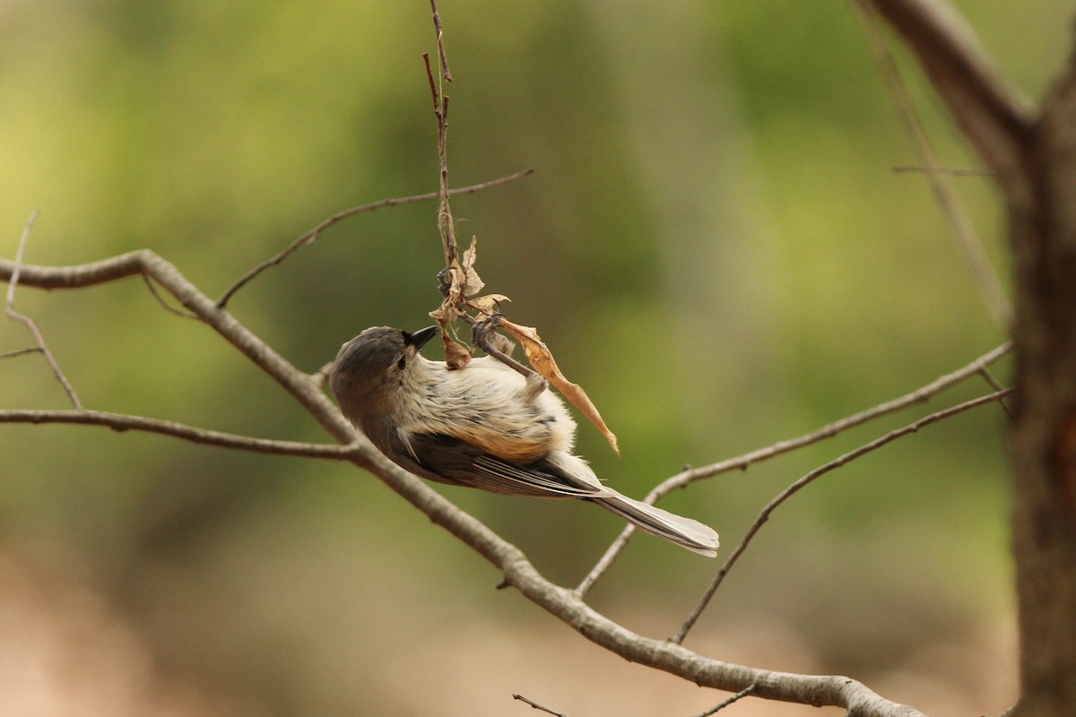 Tufted Titmouse - ML447177281