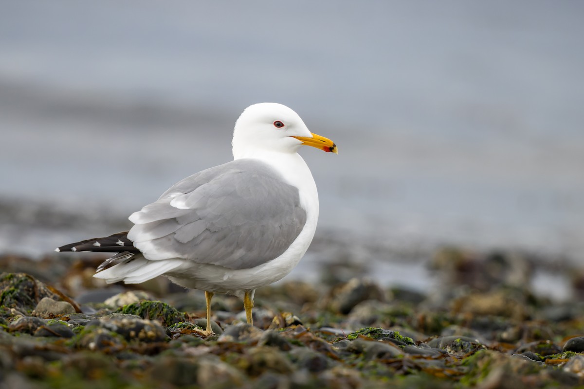 California Gull - Frédérick Lelièvre