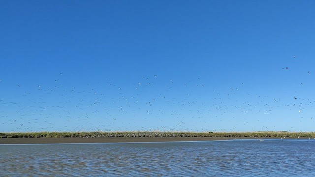 Black Skimmer - ML447178211