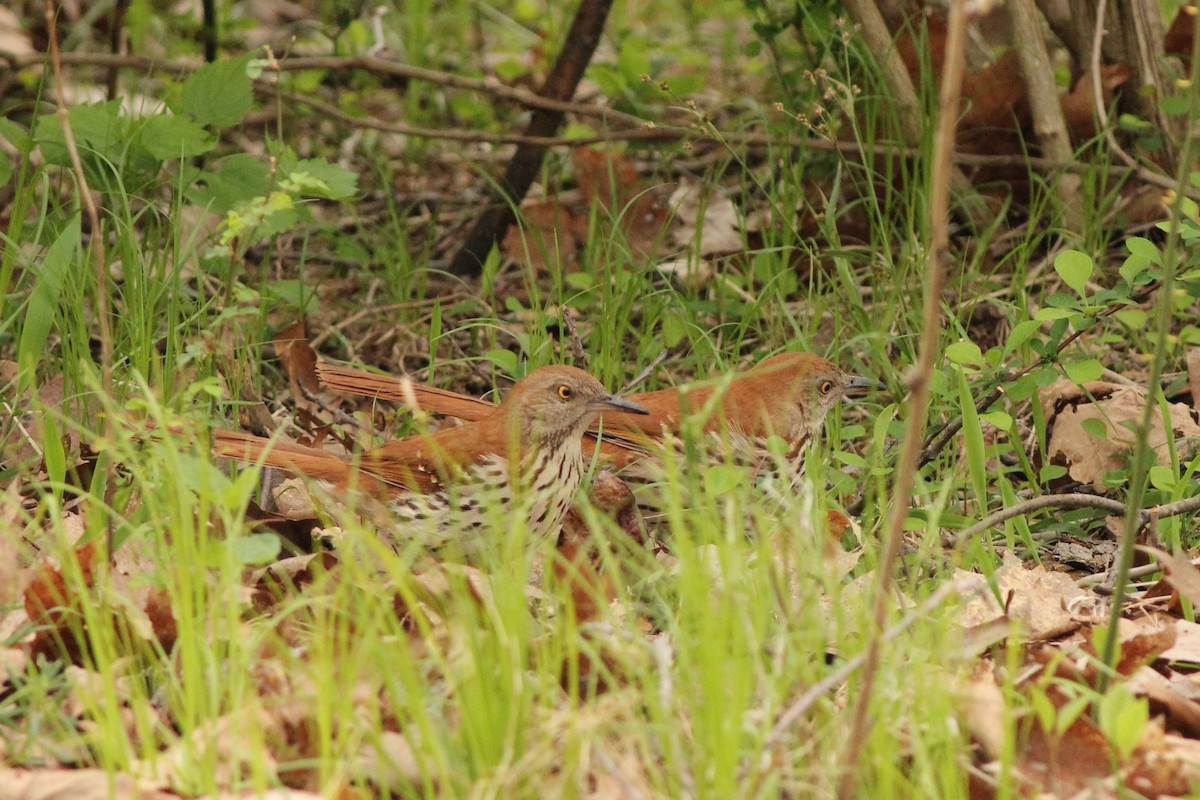 Brown Thrasher - ML447179241