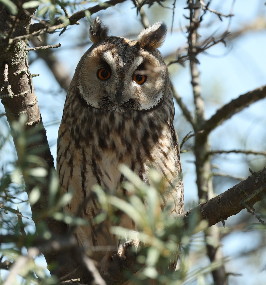 Long-eared Owl - ML447179271