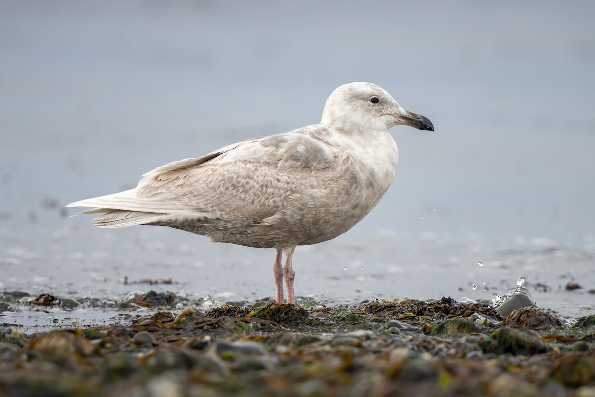 Glaucous-winged Gull - ML447179481