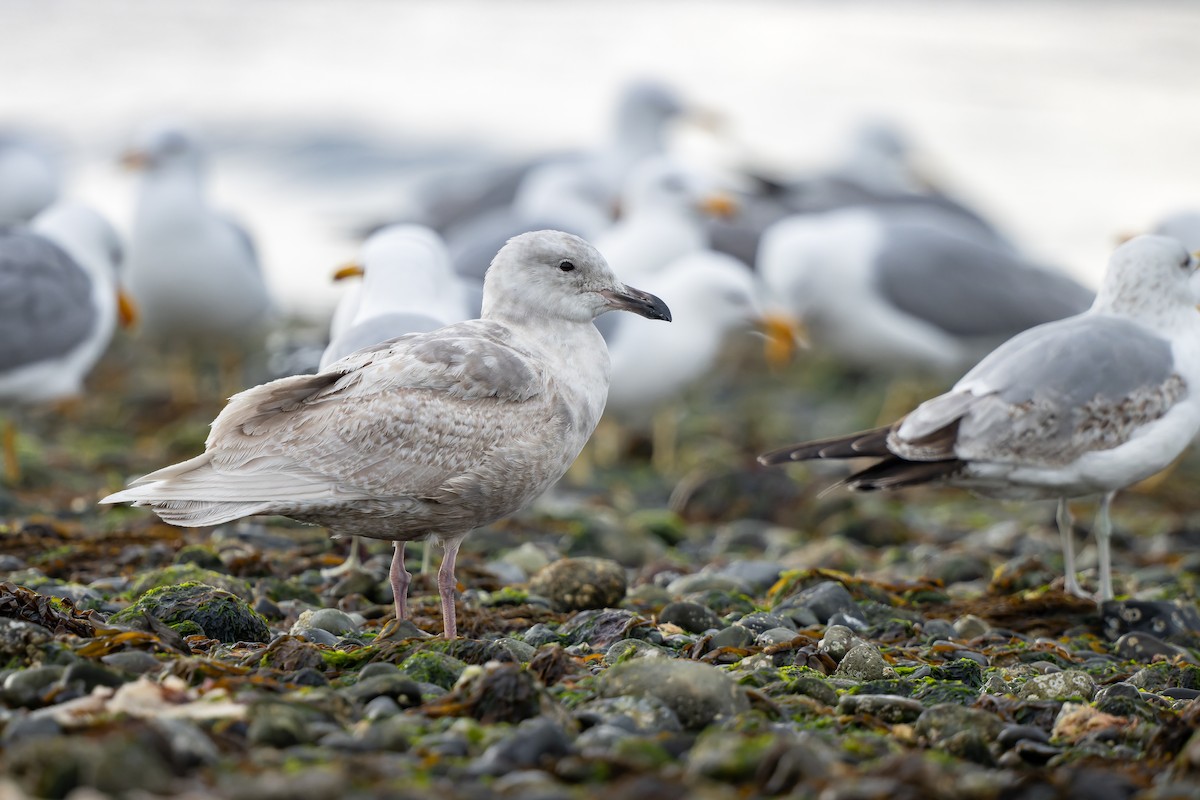 Glaucous-winged Gull - ML447179491