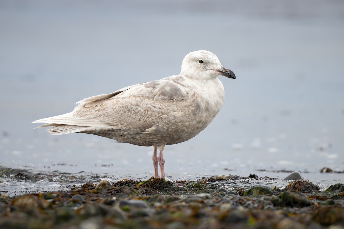 Glaucous-winged Gull - ML447179511