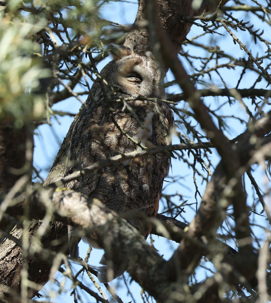 Long-eared Owl - ML447180451