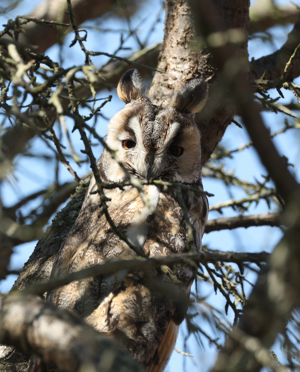 Long-eared Owl - ML447181331