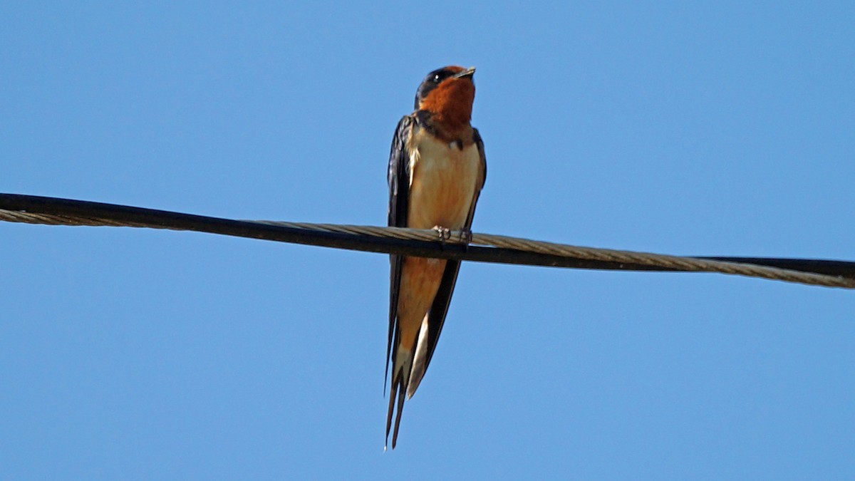 Barn Swallow - Skipper Anding