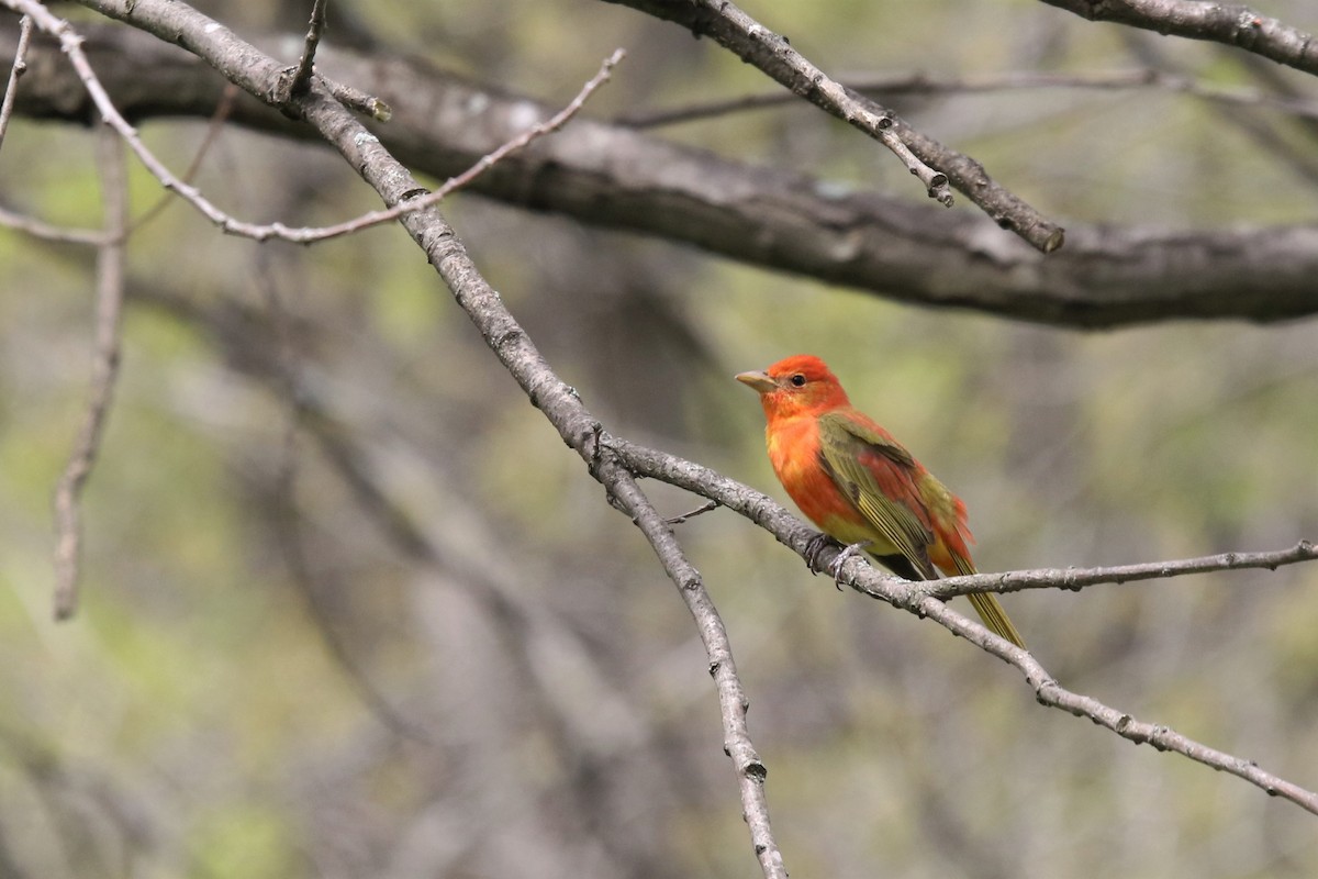 Summer Tanager - ML447181871