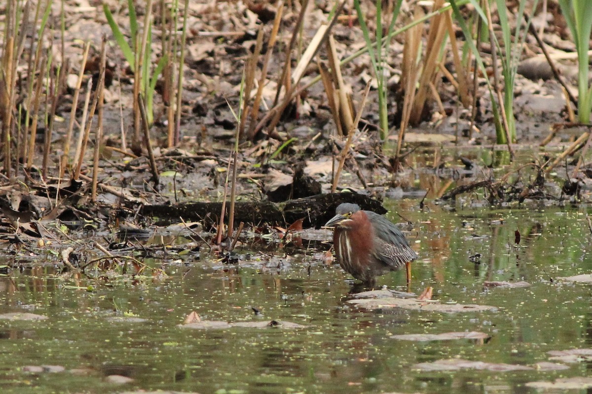 Green Heron - ML447182701