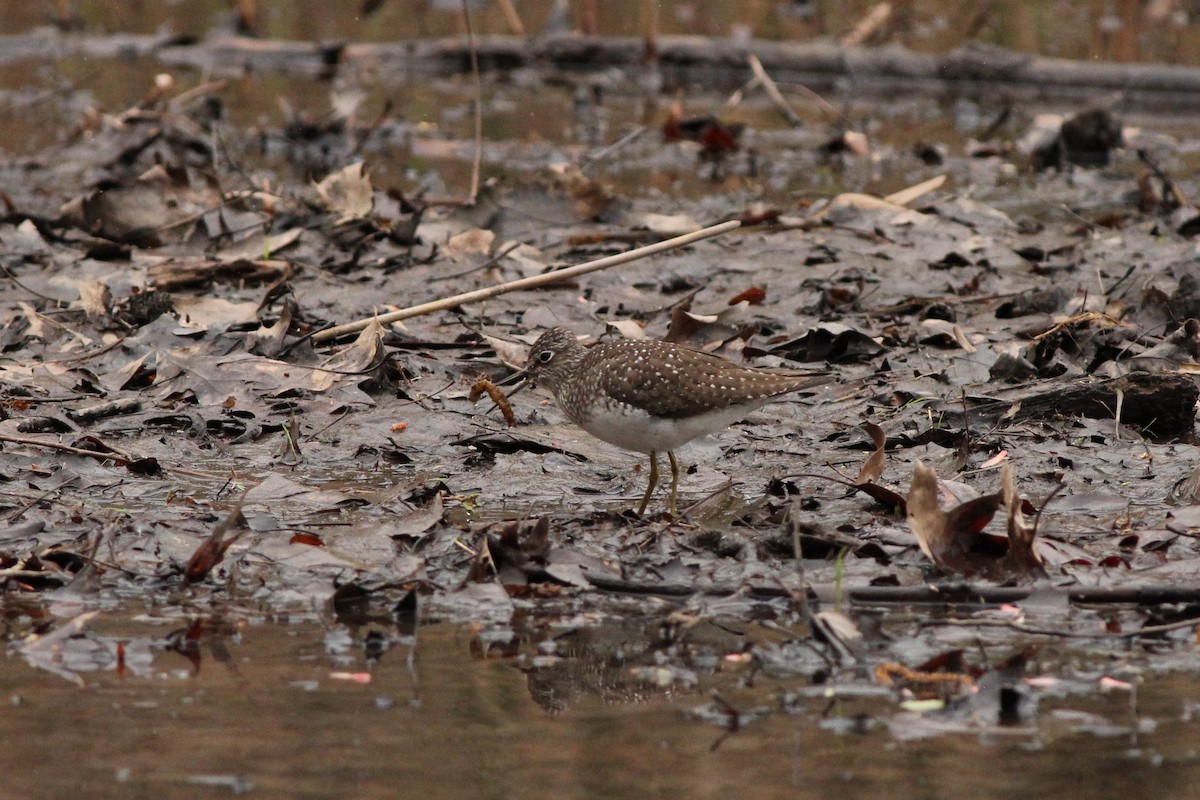 Solitary Sandpiper - ML447182831