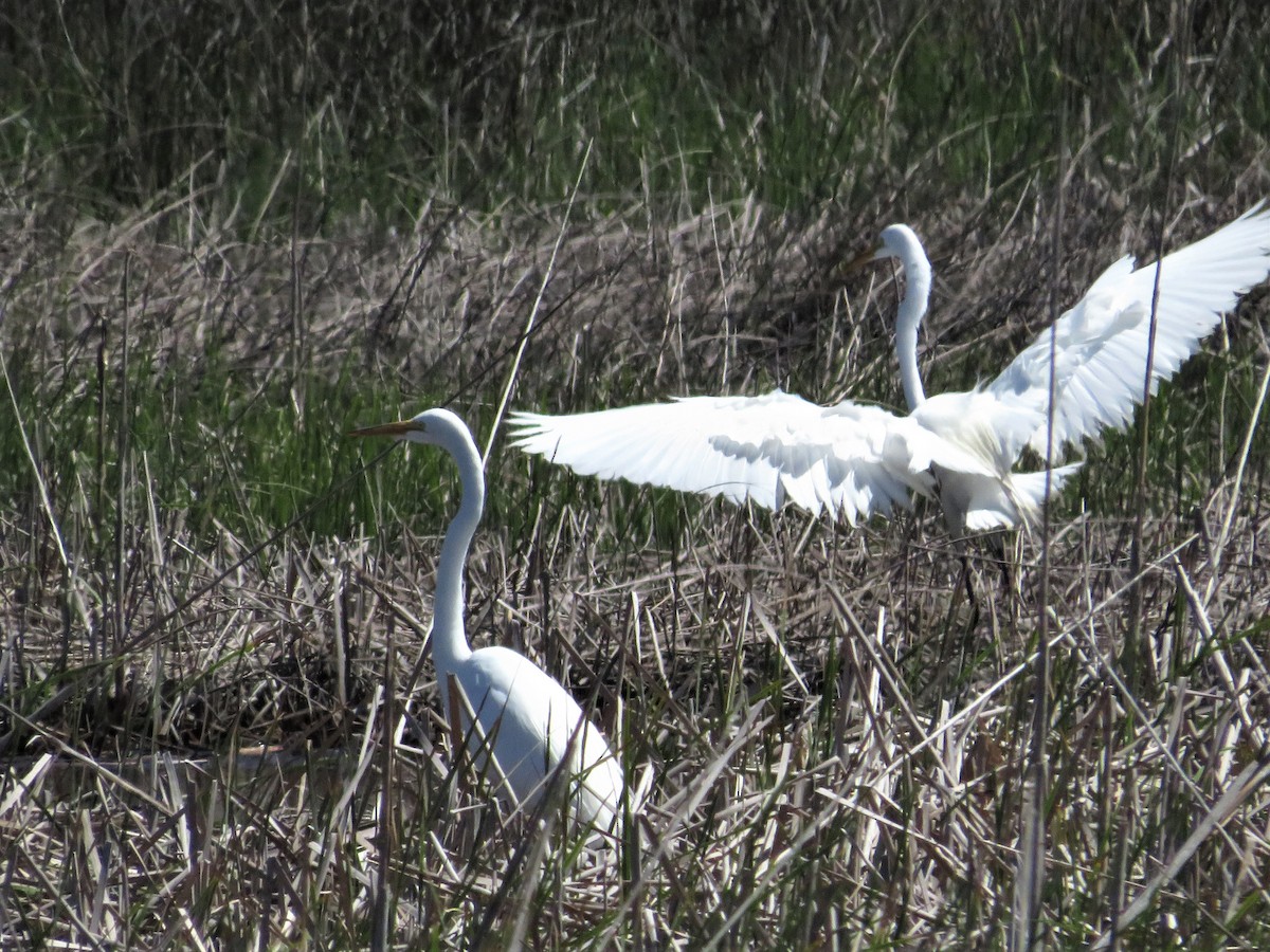 Great Egret - ML447186361