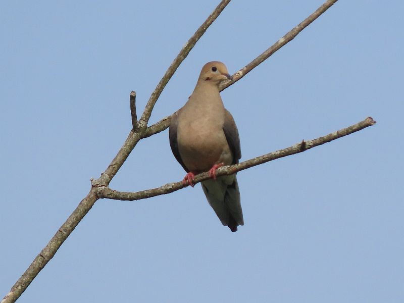 Mourning Dove - Tracy The Birder