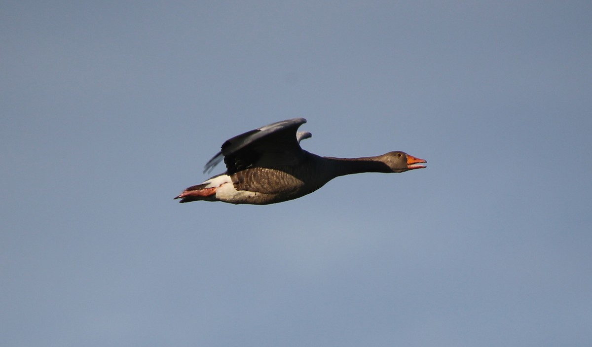 Graylag Goose - ML44718971