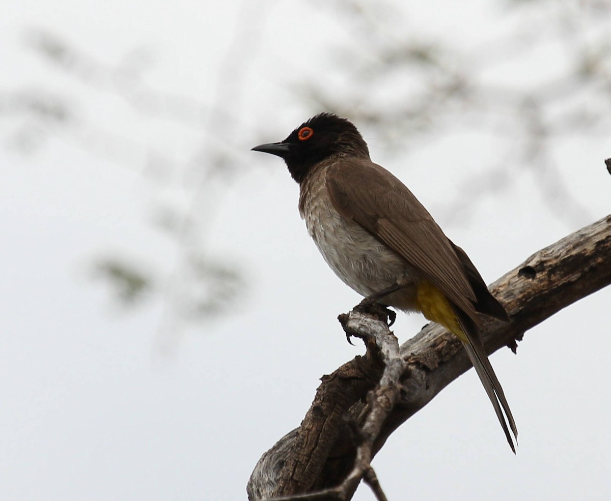 Black-fronted Bulbul - ML44718981